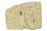 Detailed Fossil March Fly (Bibionidae) - France #254184-2
